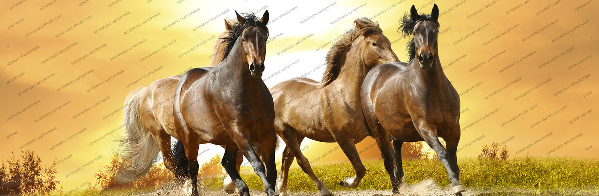 Imagen caballos slide 1